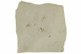 Plate of Crane Fly (Tipulidae) Fossils - Green River Formation #215613-1